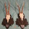 Set of 2 Vintage Roe Deer Antlers on wooden Trophy-Plaques Wallmounts - Image 2