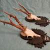 Set of 2 Vintage Roe Deer Antlers on wooden Trophy-Plaques Wallmounts - Image 6