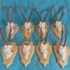 Set of 8 Roe Deer Antlers on wooden Trophy-Plaques Wallmounts - Image 2