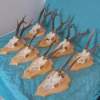 Set of 8 Roe Deer Antlers on wooden Trophy-Plaques Wallmounts - Image 3