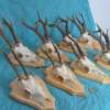 Set of 8 Roe Deer Antlers on wooden Trophy-Plaques Wallmounts - Image 5