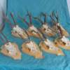 Set of 8 Roe Deer Antlers on wooden Trophy-Plaques Wallmounts - Image 6