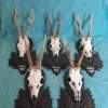 Set of 5 Vintage Roe Deer Antlers on wooden Trophy-Plaques Wallmounts - Image 2