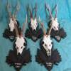 Set of 5 Vintage Roe Deer Antlers on wooden Trophy-Plaques Wallmounts - Image 3