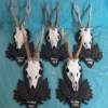 Set of 5 Vintage Roe Deer Antlers on wooden Trophy-Plaques Wallmounts - Image 4