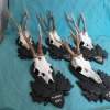 Set of 5 Vintage Roe Deer Antlers on wooden Trophy-Plaques Wallmounts - Image 5