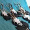 Set of 5 Vintage Roe Deer Antlers on wooden Trophy-Plaques Wallmounts - Image 7