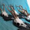 Set of 5 Vintage Roe Deer Antlers on wooden Trophy-Plaques Wallmounts - Image 8