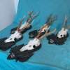 Set of 5 Vintage Roe Deer Antlers on wooden Trophy-Plaques Wallmounts - Image 10