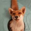 European Red Fox Taxidermy Mount - Image 2