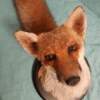 European Red Fox Taxidermy Mount - Image 3