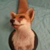 European Red Fox Taxidermy Mount - Image 4