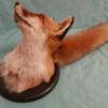 European Red Fox Taxidermy Mount - Image 5