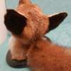 European Red Fox Taxidermy Mount - Image 8