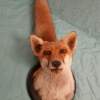 European Red Fox Taxidermy Mount - Image 11