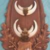 Vintage Strong European Wild Boar Tusks Wallmount - Image 3