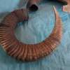 Pair of Mouflon Mountain Sheep Ram Horns 28,8" - Image 3