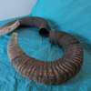 Pair of Mouflon Mountain Sheep Ram Horns 28,8" - Image 4