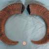 Pair of Mouflon Mountain Sheep Ram Horns 21,7" - Image 5