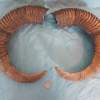 Pair of Mouflon Mountain Sheep Ram Horns 24,4" - Image 2