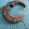 Pair of Mouflon Mountain Sheep Ram Horns 24,4" - Image 4