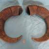 Pair of Mouflon Mountain Sheep Ram Horns 24,4" - Image 7