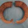 Pair of Mouflon Mountain Sheep Ram Horns 22" - Image 2