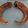 Pair of Mouflon Mountain Sheep Ram Horns 22" - Image 5