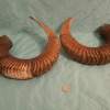 Pair of Mouflon Mountain Sheep Ram Horns 28,8" - Image 6