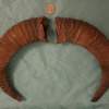 Pair of Mouflon Mountain Sheep Ram Horns 14,2" - Image 2