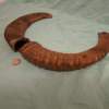 Pair of Mouflon Mountain Sheep Ram Horns 14,2" - Image 3