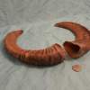 Pair of Mouflon Mountain Sheep Ram Horns 13,2" - Image 3