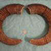 Pair of Mouflon Mountain Sheep Ram Horns 24,8" - Image 2