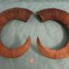 Pair of Mouflon Mountain Sheep Ram Horns 27,4" - Image 2