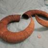 Pair of Mouflon Mountain Sheep Ram Horns 27,4" - Image 3