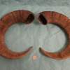 Pair of Mouflon Mountain Sheep Ram Horns 27,4" - Image 5