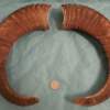 Pair of Mouflon Mountain Sheep Ram Horns 19" - Image 2