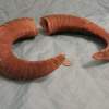 Pair of Mouflon Mountain Sheep Ram Horns 19" - Image 3