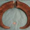 Pair of Mouflon Mountain Sheep Ram Horns 19" - Image 5