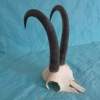 Chamois Goat Skull with Strong 10"Horns Wallmount - Image 4