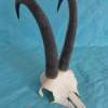 Chamois Goat Skull with Strong 10"Horns Wallmount - Image 5