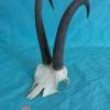 Chamois Goat Skull with Strong 10"Horns Wallmount - Image 6