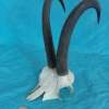 Chamois Goat Skull with Strong 10"Horns Wallmount - Image 7