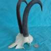 Chamois Goat Skull with Strong 10"Horns Wallmount - Image 2