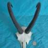 Chamois Goat Skull with Strong 10"Horns Wallmount - Image 3