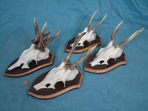 Set of 4 Vintage European Roe Deer Antlers Wallmounts - Odd one included - Image 4