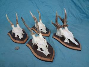 Set of 4 Vintage European Roe Deer Antlers Wallmounts - Odd one included - Image 5