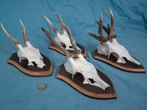 Set of 4 Vintage European Roe Deer Antlers Wallmounts - Odd one included - Image 6
