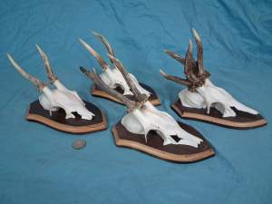 Set of 4 Vintage European Roe Deer Antlers Wallmounts - Odd one included - Image 7