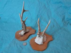Set of 2 Antique & Obscure European Roe Deer Antlers Wallmounts - Image 3